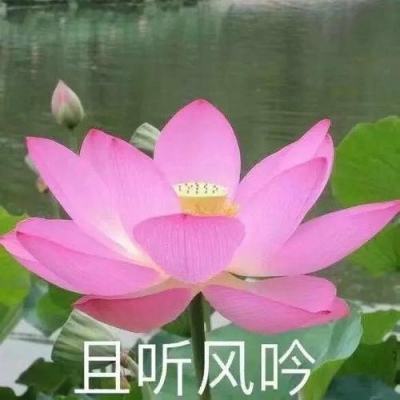 01版要闻 - 习近平致信祝贺深圳至中山跨江通道建成开通